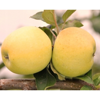Jabłoń ANTONÓWKA MASŁOWA z doniczki